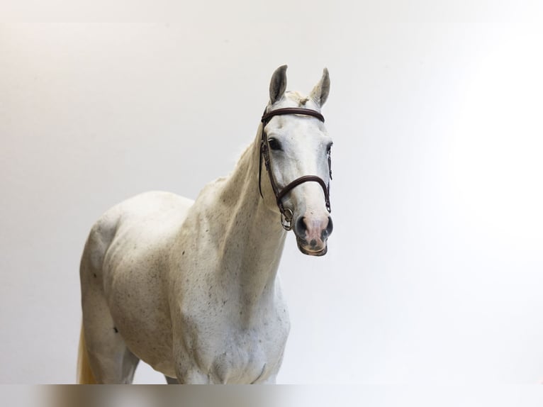Oldenburg Gelding 11 years 16.2 hh Grey in Waddinxveen