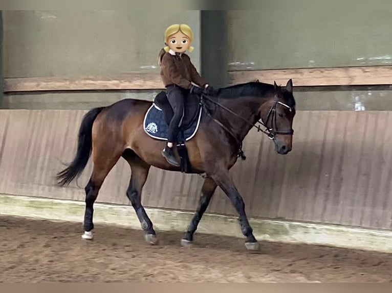 Oldenburg Gelding 11 years 16.2 hh Smoky-Black in Lathen