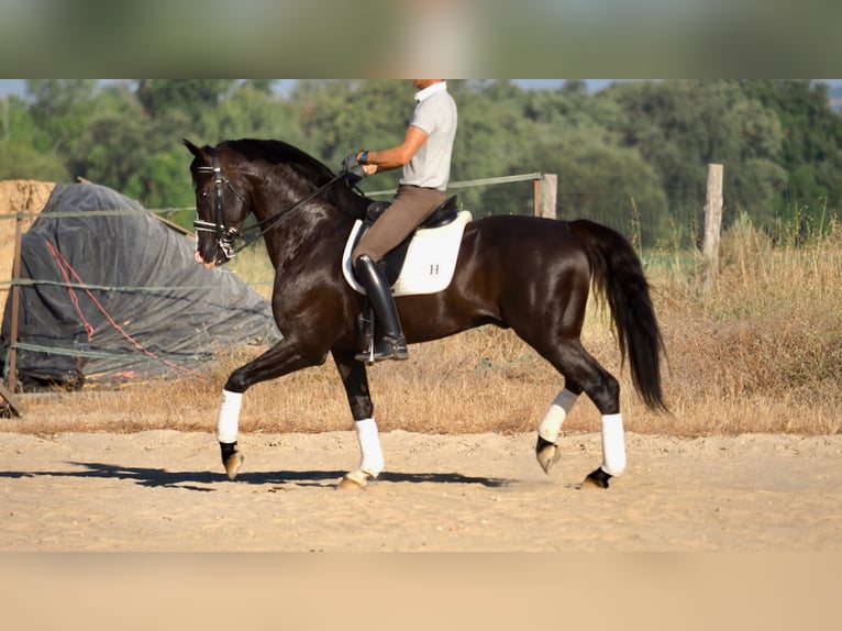 Oldenburg Gelding 11 years 16,3 hh Black in NAVAS DEL MADRONO