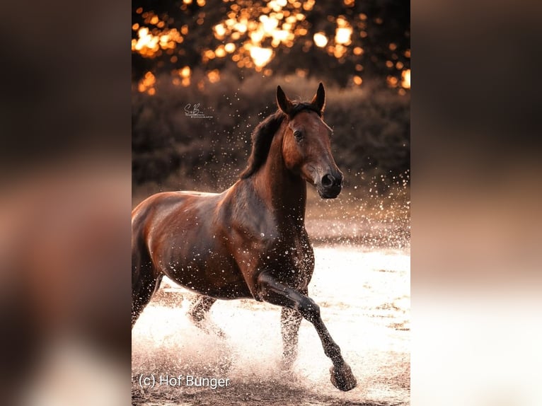 Oldenburg Gelding 11 years 16.3 hh Brown in Friesoythe