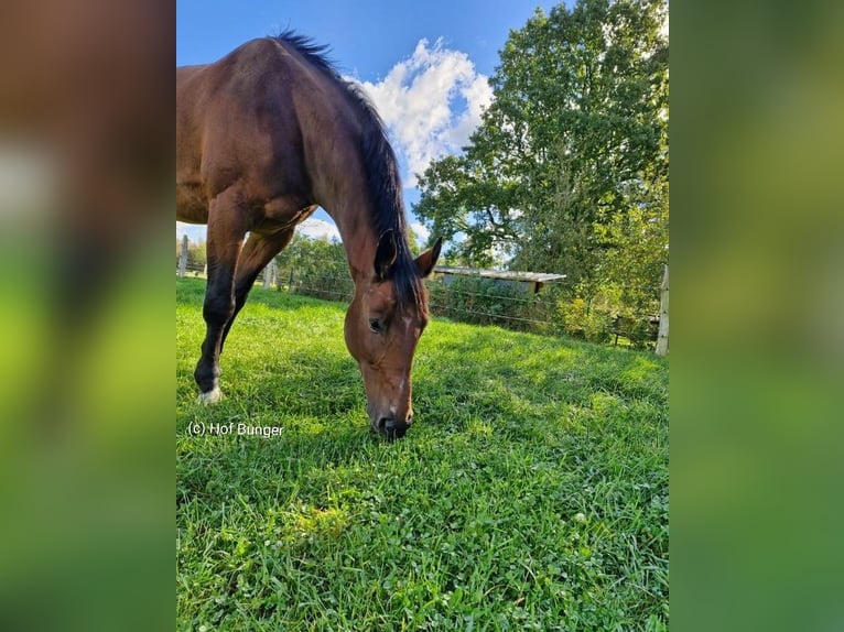 Oldenburg Gelding 11 years 16.3 hh Brown in Friesoythe