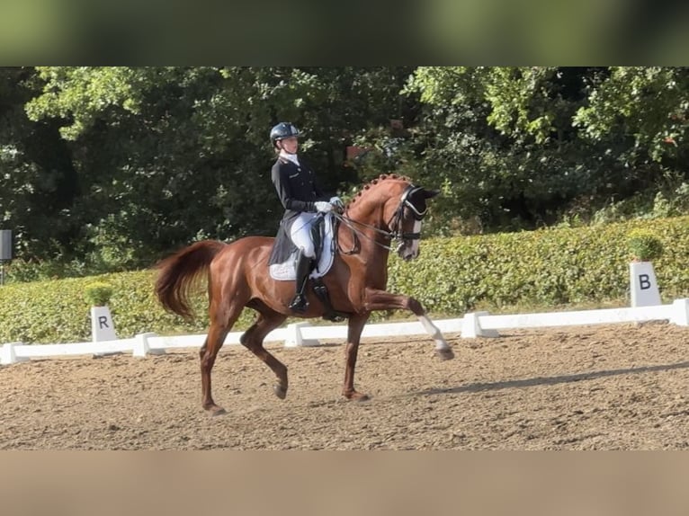 Oldenburg Gelding 11 years 16,3 hh Chestnut-Red in Ganderkesee