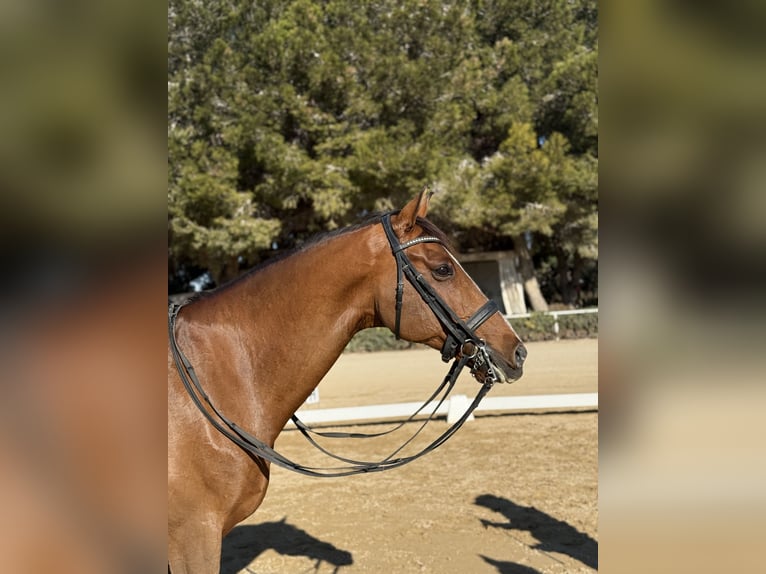 Oldenburg Gelding 11 years 16 hh Bay in Alicante