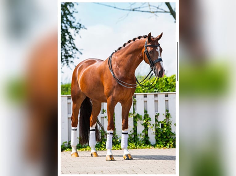 Oldenburg Gelding 11 years 16 hh Chestnut in Prague