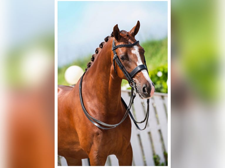 Oldenburg Gelding 11 years 16 hh Chestnut in Prague