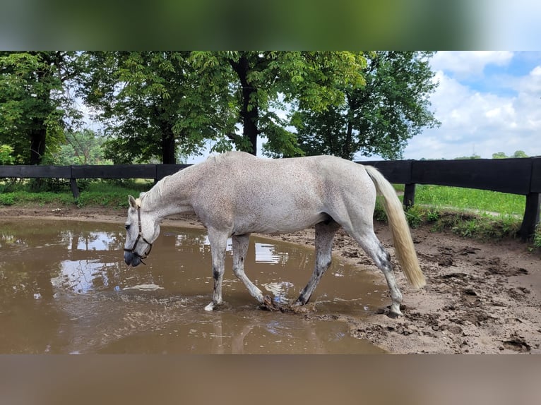 Oldenburg Gelding 11 years 16 hh Gray-Fleabitten in Saalow