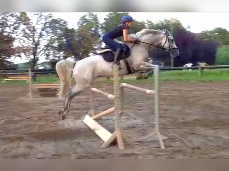 Oldenburg Gelding 11 years 16 hh Gray-Fleabitten in Saalow