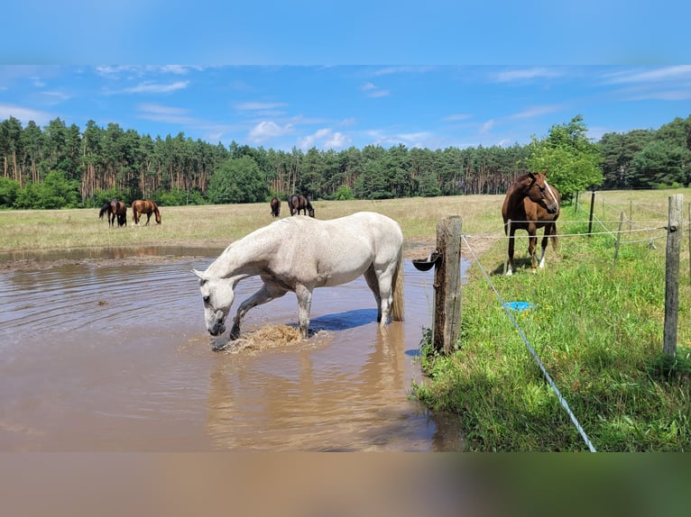 Oldenburg Gelding 11 years 16 hh Gray-Fleabitten in Saalow