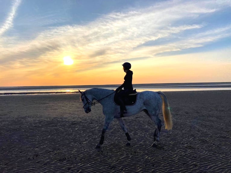 Oldenburg Gelding 11 years 16 hh Gray-Fleabitten in Saalow