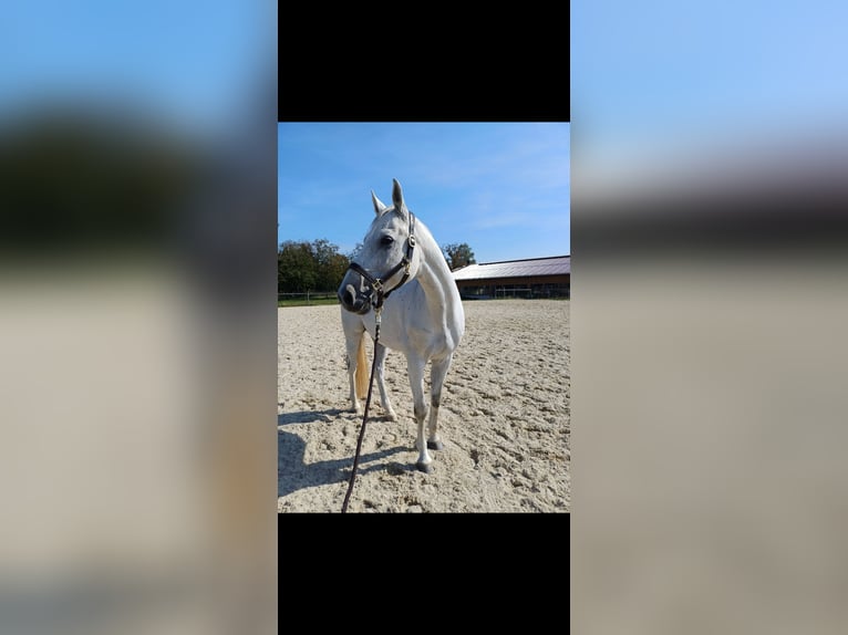 Oldenburg Gelding 11 years 16 hh Gray in Pennewang