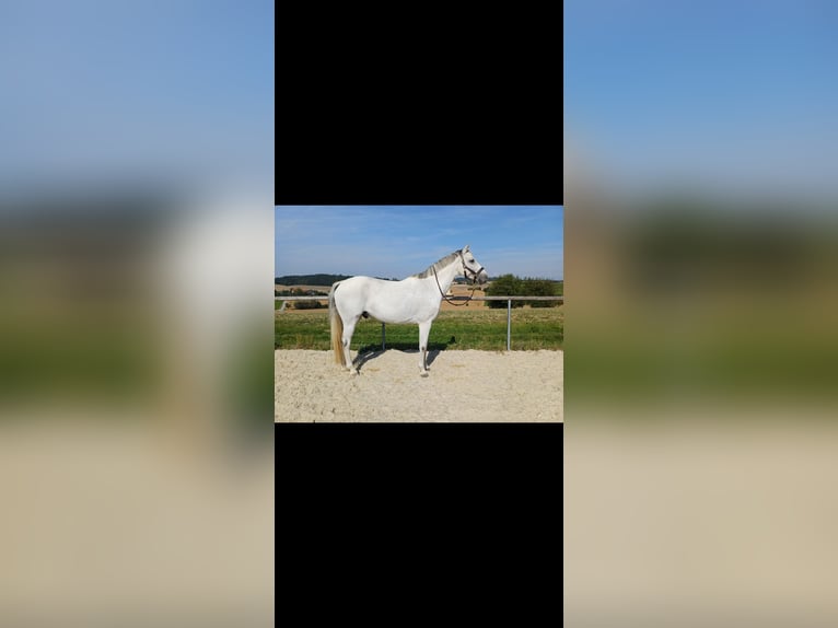 Oldenburg Gelding 11 years 16 hh Gray in Pennewang