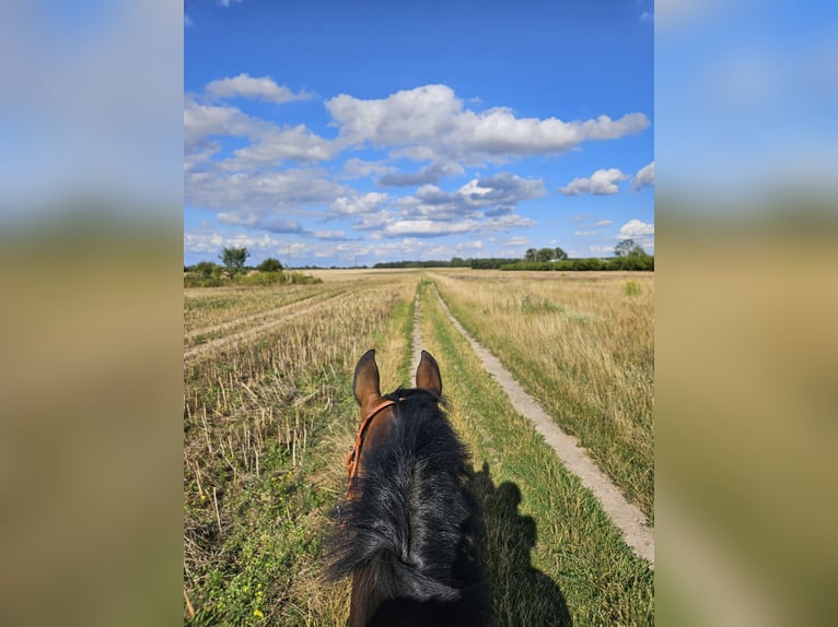Oldenburg Gelding 11 years 16,1 hh Bay-Dark in Stahnsdorf