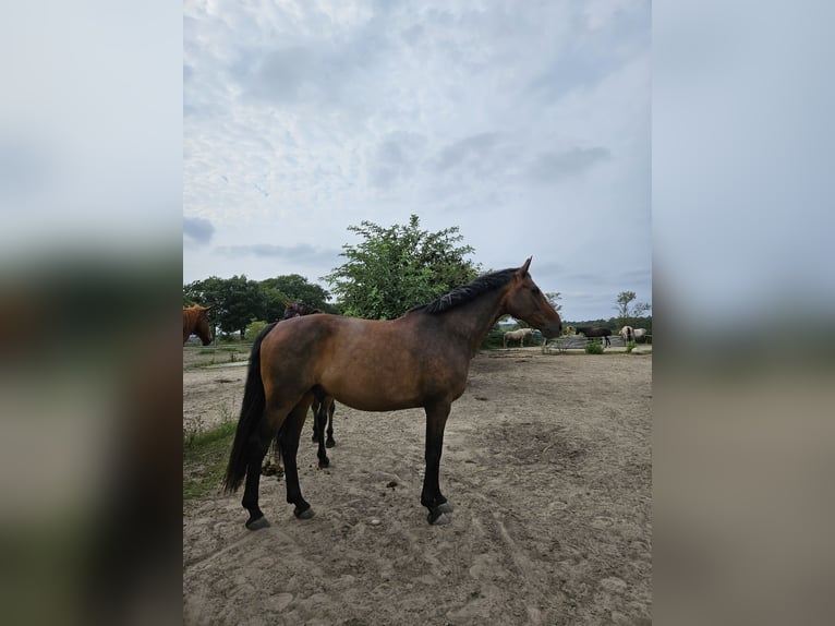 Oldenburg Gelding 11 years 16,1 hh Bay-Dark in Stahnsdorf