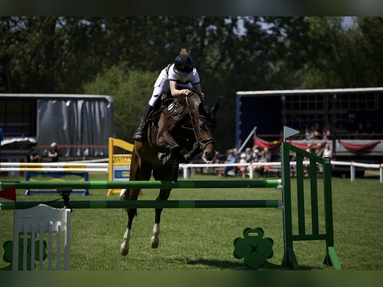 Oldenburg Gelding 11 years 16,1 hh Bay-Dark in Wendorf Oldenburg Gelding 11 years 16,1 hh Bay-Dark in Wendorf