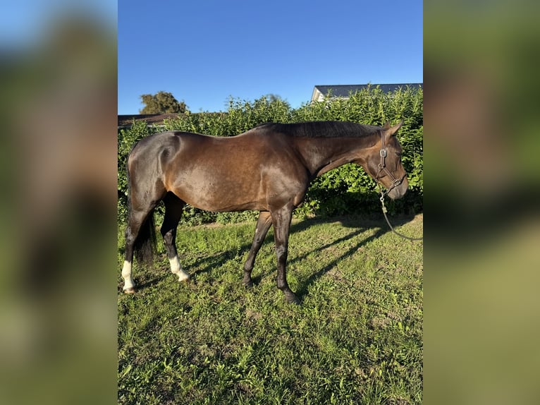 Oldenburg Gelding 11 years 16,1 hh Bay-Dark in Wendorf Oldenburg Gelding 11 years 16,1 hh Bay-Dark in Wendorf