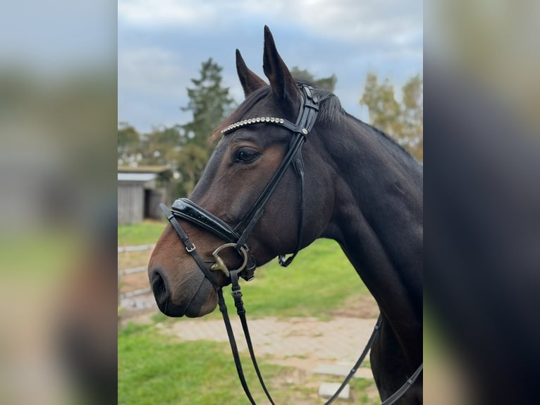 Oldenburg Gelding 11 years 16,1 hh Bay-Dark in Wendorf Oldenburg Gelding 11 years 16,1 hh Bay-Dark in Wendorf