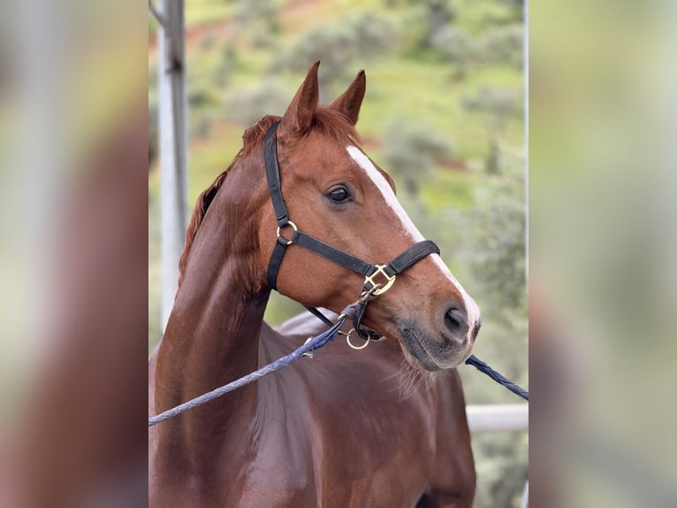 Oldenburg Gelding 11 years 16,1 hh Chestnut in Coin
