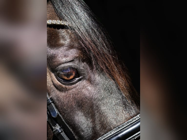 Oldenburg Gelding 11 years 16,1 hh Smoky-Black in Nettersheim