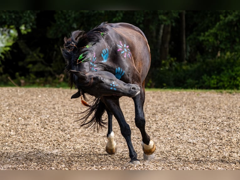 Oldenburg Gelding 11 years 16,2 hh Black in Stadland