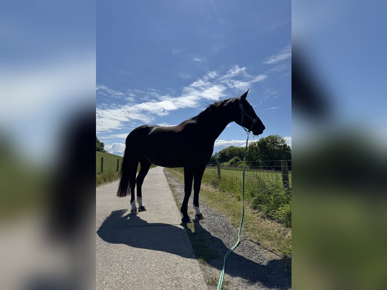 Oldenburg Gelding 11 years 16,2 hh Black in Stadland