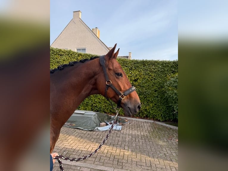 Oldenburg Gelding 11 years 16,2 hh Brown in GROTE-BROGEL