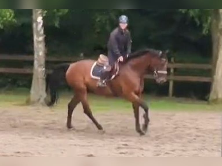 Oldenburg Gelding 11 years 16,2 hh Brown in Braunschweig
