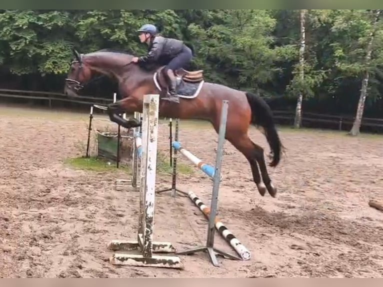 Oldenburg Gelding 11 years 16,2 hh Brown in Braunschweig