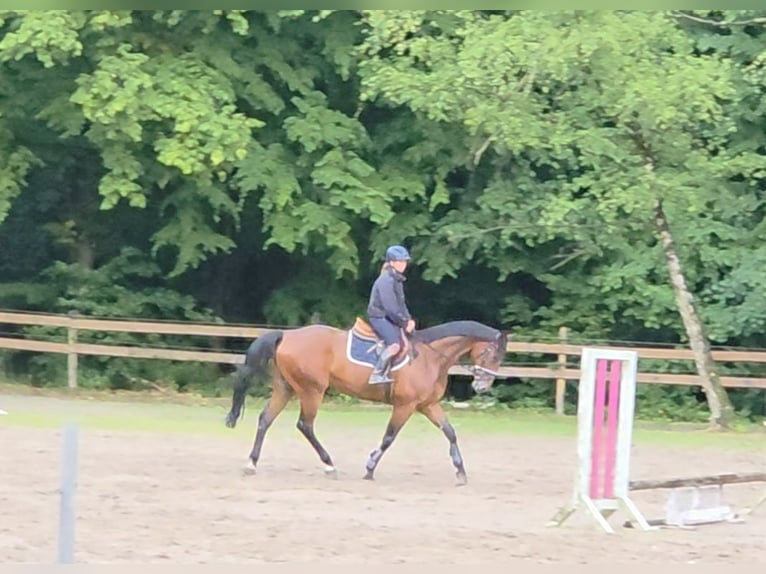 Oldenburg Gelding 11 years 16,2 hh Brown in Braunschweig