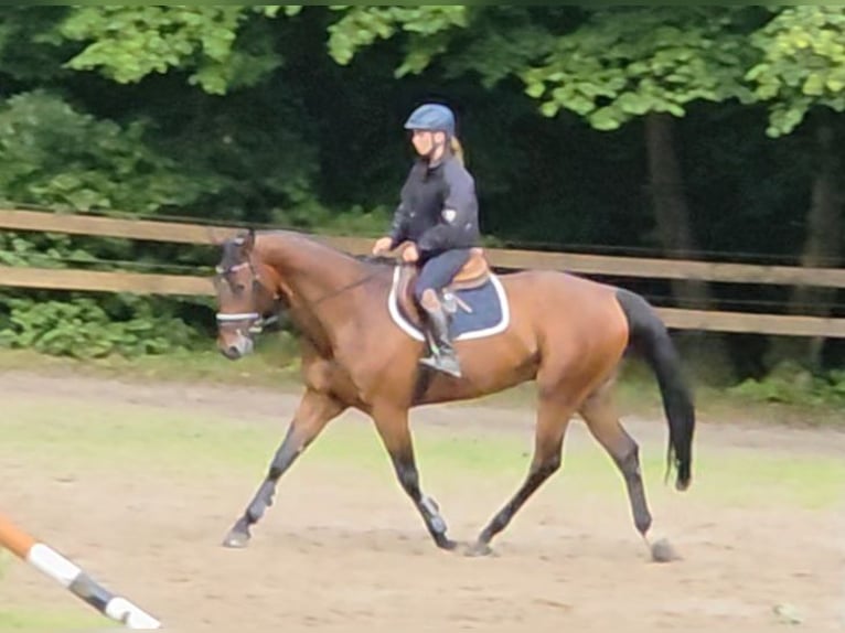 Oldenburg Gelding 11 years 16,2 hh Brown in Braunschweig