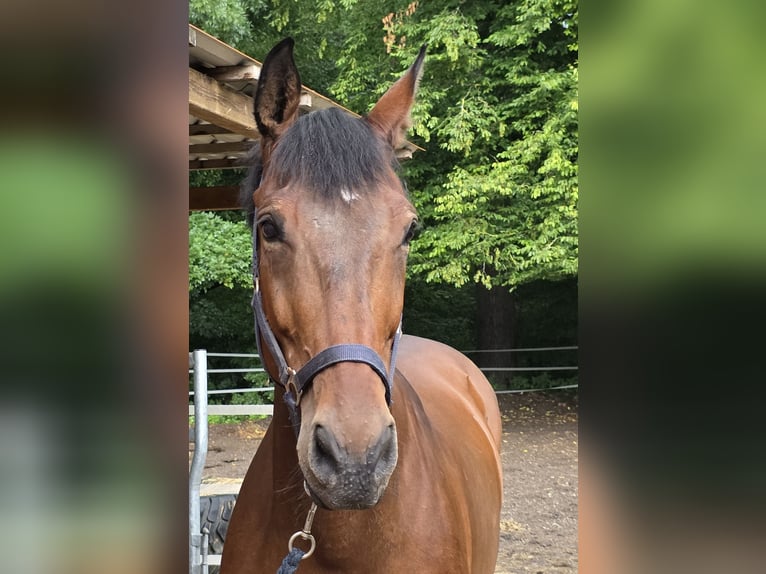Oldenburg Gelding 11 years 16,2 hh Brown in Braunschweig