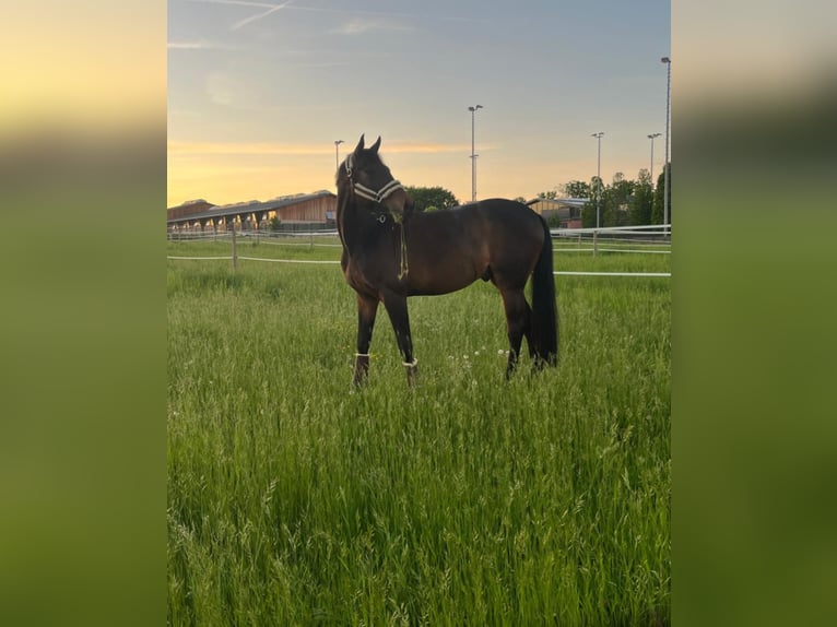 Oldenburg Gelding 11 years 16,2 hh Brown in Frankfurt am Main