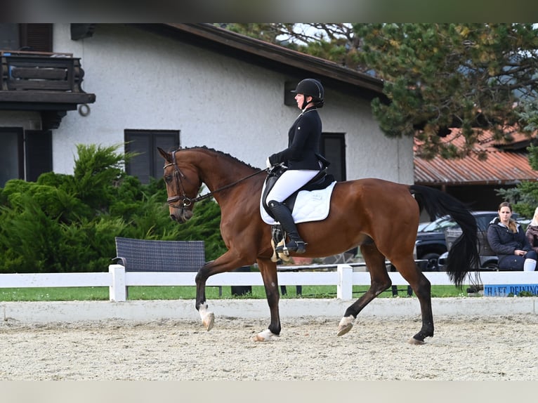 Oldenburg Gelding 11 years 16,2 hh in Schwechatbach