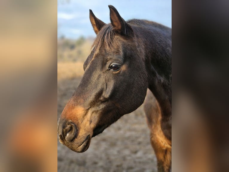 Oldenburg Gelding 11 years 16,3 hh Bay-Dark in Waghäusel