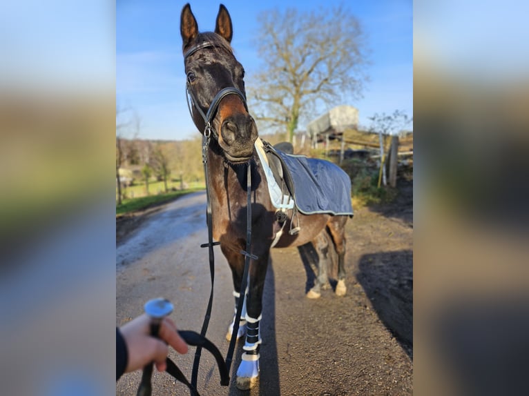 Oldenburg Gelding 11 years 16,3 hh Bay-Dark in Waghäusel