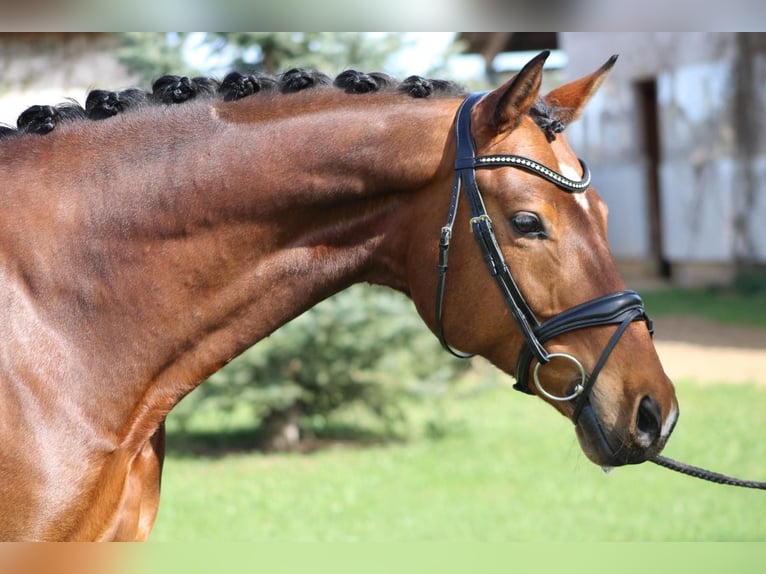 Oldenburg Gelding 11 years 16,3 hh Brown in Borchen