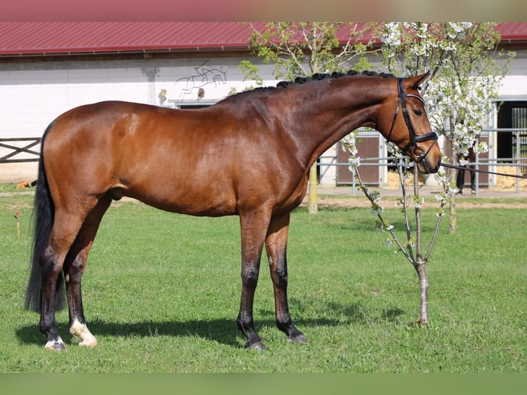 Oldenburg Gelding 11 years 16,3 hh Brown in Borchen