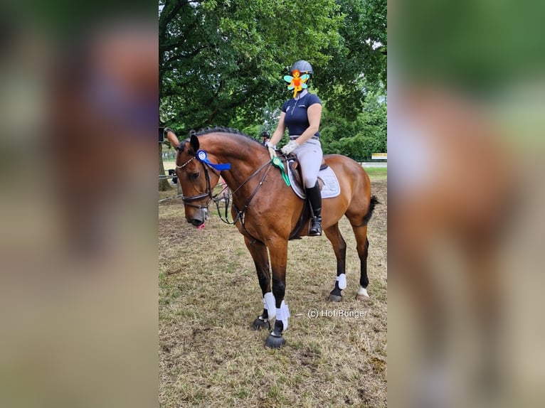 Oldenburg Gelding 11 years 16,3 hh Brown in Friesoythe