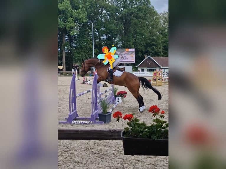 Oldenburg Gelding 11 years 16,3 hh Brown in Friesoythe
