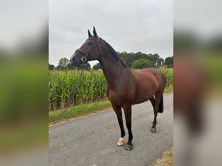 Oldenburg Gelding 11 years 16,3 hh Brown in B&#xF6;nen