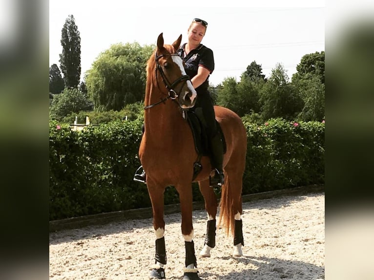 Oldenburg Gelding 11 years 16,3 hh Chestnut-Red in Willich