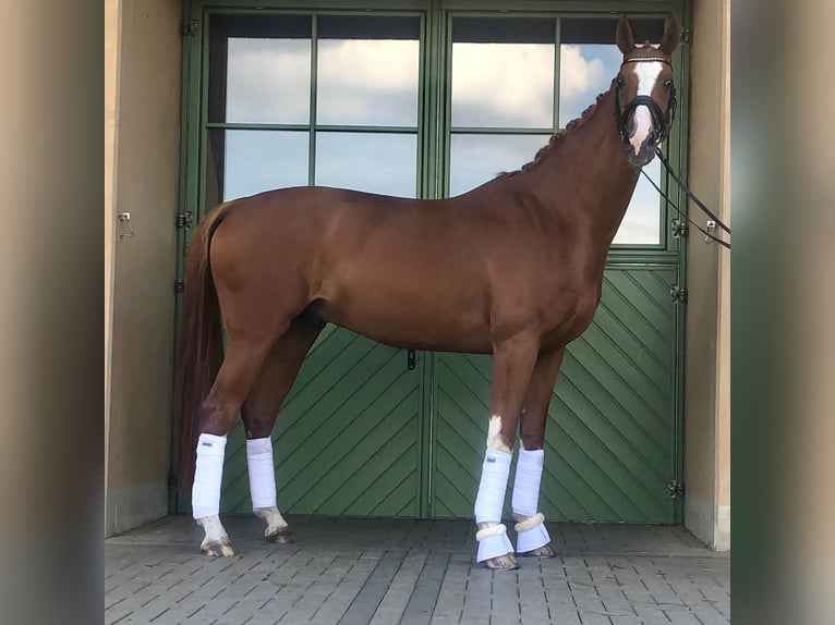 Oldenburg Gelding 11 years 16,3 hh Chestnut-Red in Willich