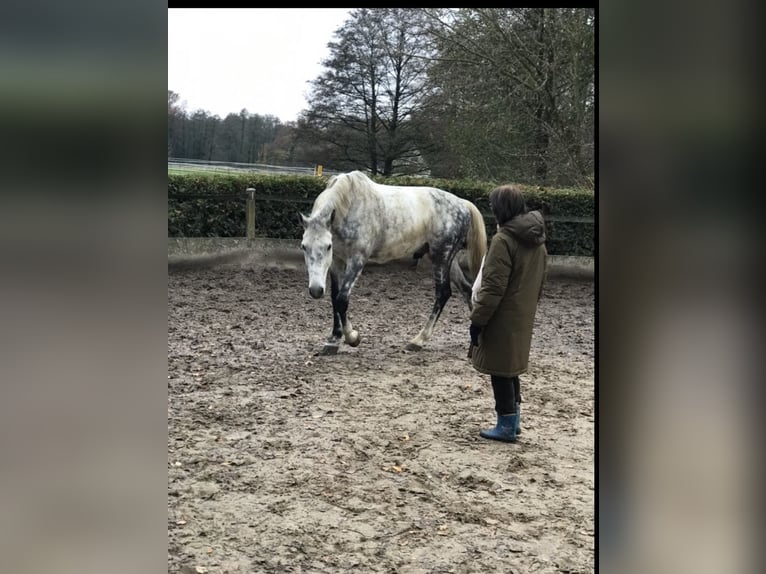 Oldenburg Gelding 11 years 16,3 hh Gray-Dapple in Bergisch Gladbach