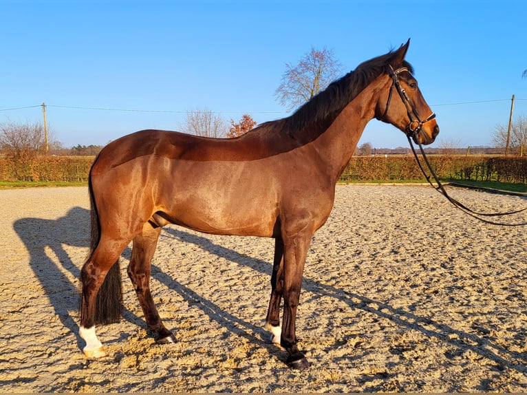 Oldenburg Gelding 11 years 17.1 hh Bay-Dark in Frelsdorf
