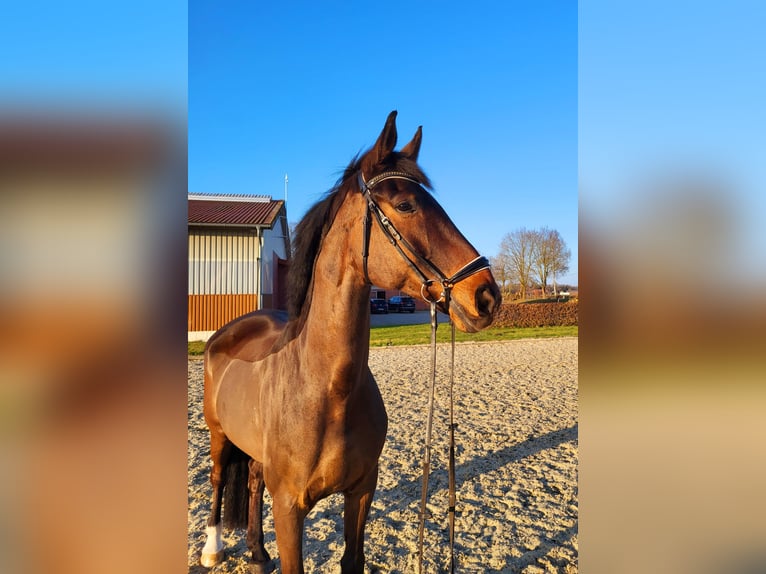 Oldenburg Gelding 11 years 17.1 hh Bay-Dark in Frelsdorf