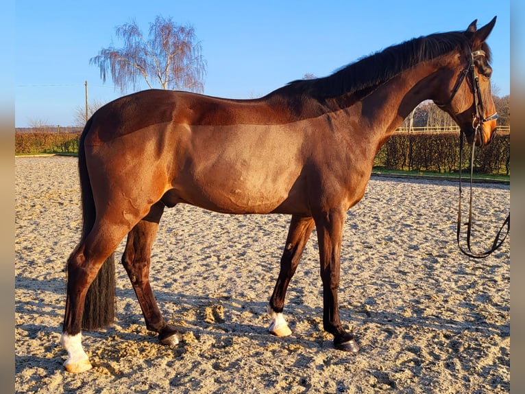 Oldenburg Gelding 11 years 17.1 hh Bay-Dark in Frelsdorf