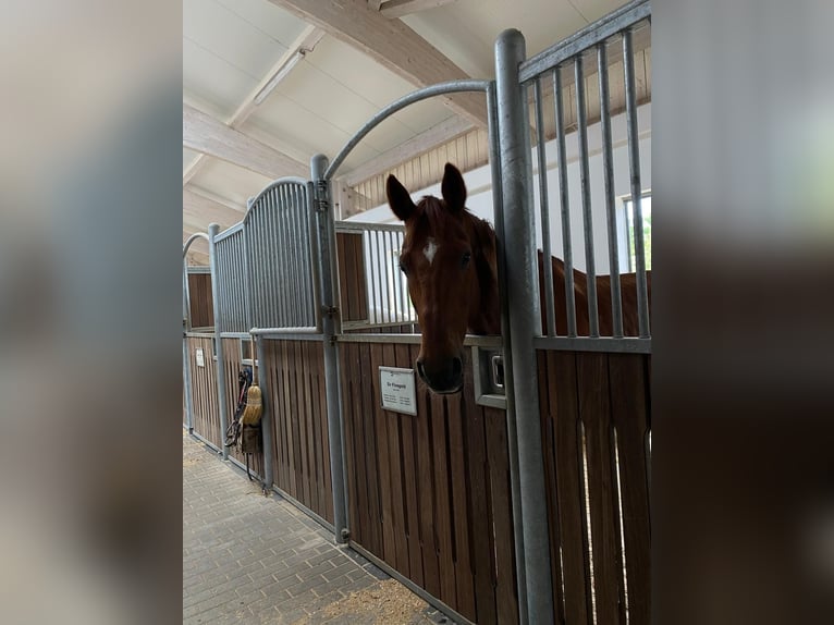 Oldenburg Gelding 11 years 17,1 hh Chestnut-Red in Hilpoltstein