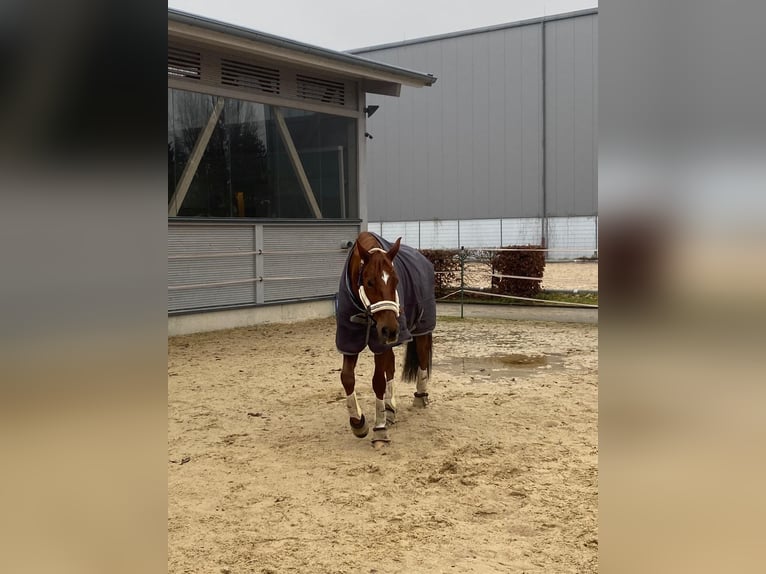 Oldenburg Gelding 11 years 17,1 hh Chestnut-Red in Hilpoltstein