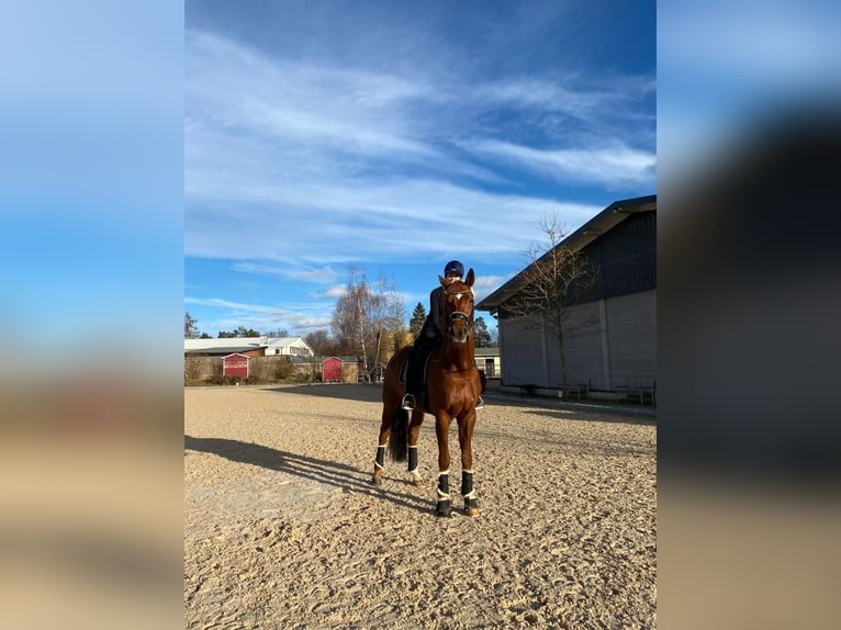 Oldenburg Gelding 11 years 17,1 hh Chestnut-Red in Hilpoltstein