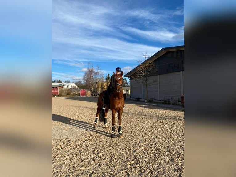 Oldenburg Gelding 11 years 17,1 hh Chestnut-Red in Hilpoltstein