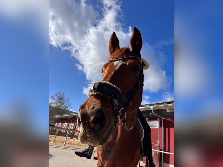 Oldenburg Gelding 11 years 17,1 hh Chestnut-Red in Hilpoltstein